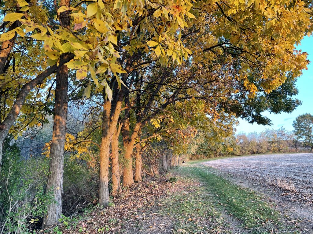 Autumn view of hickory trees receding into the distance alongside the walking trail