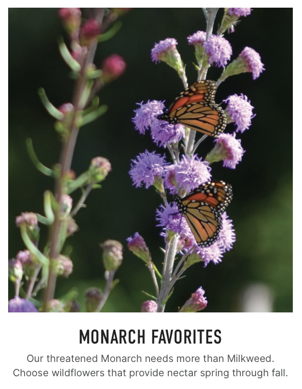 Monarch butterflies on prairie flowers